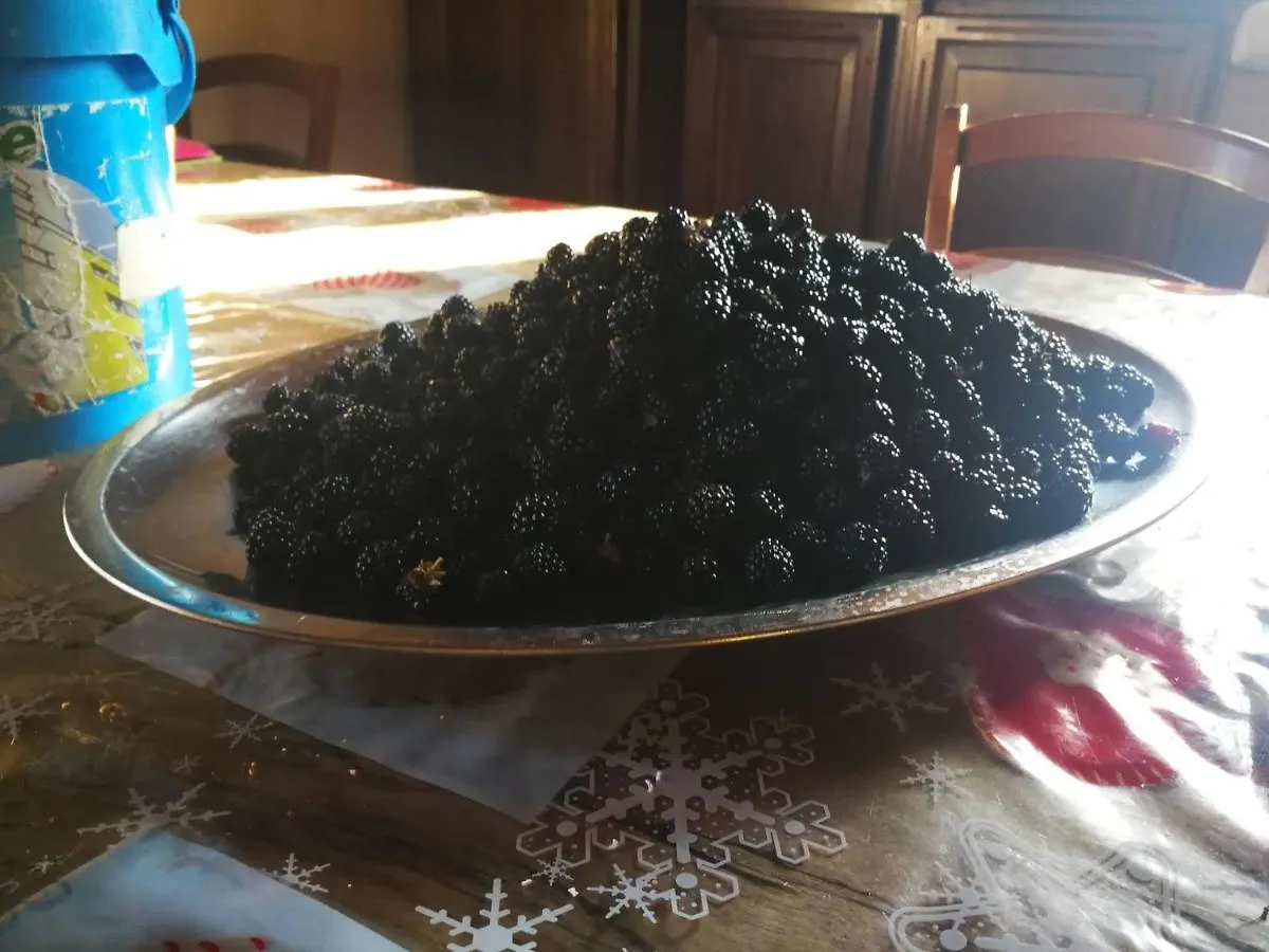 Bed & Breakfast Masseria Le Querciole Fauglia Italia