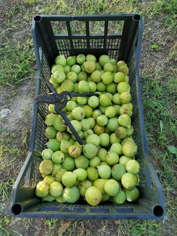 Masseria Le Querciole Fauglia Отель типа 
