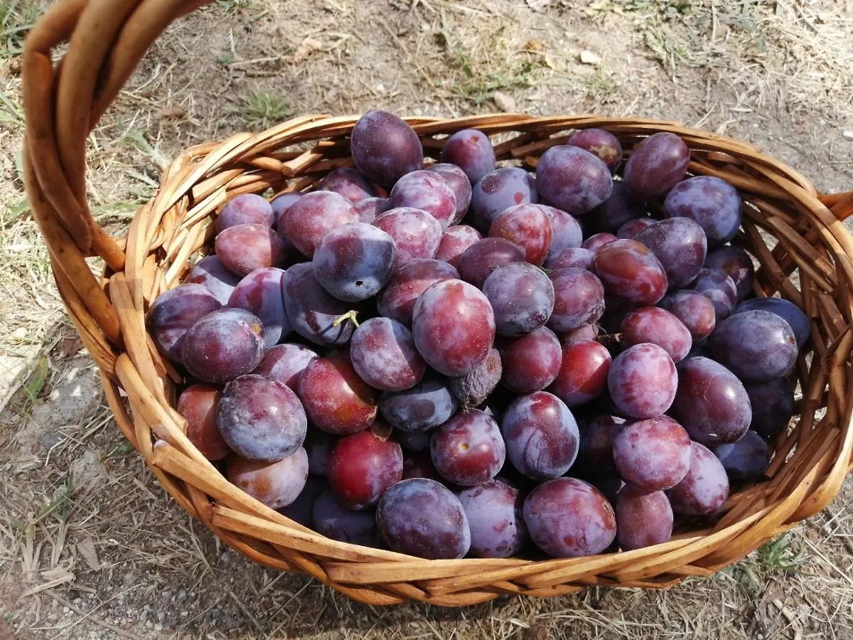Bed & Breakfast Masseria Le Querciole Fauglia