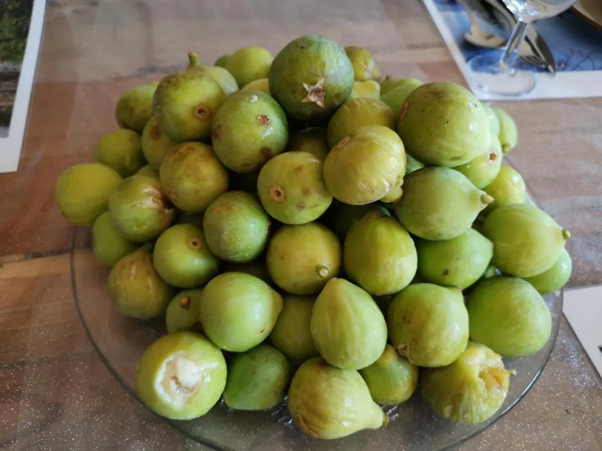 Masseria Le Querciole Fauglia Bed & Breakfast