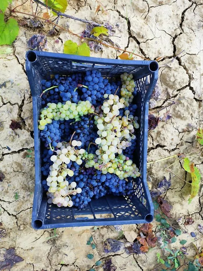 Nocleg ze śniadaniem Masseria Le Querciole Fauglia