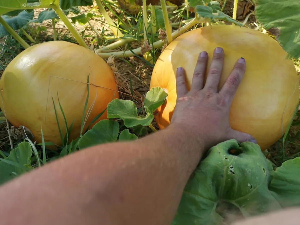 Nocleg ze śniadaniem Masseria Le Querciole Fauglia